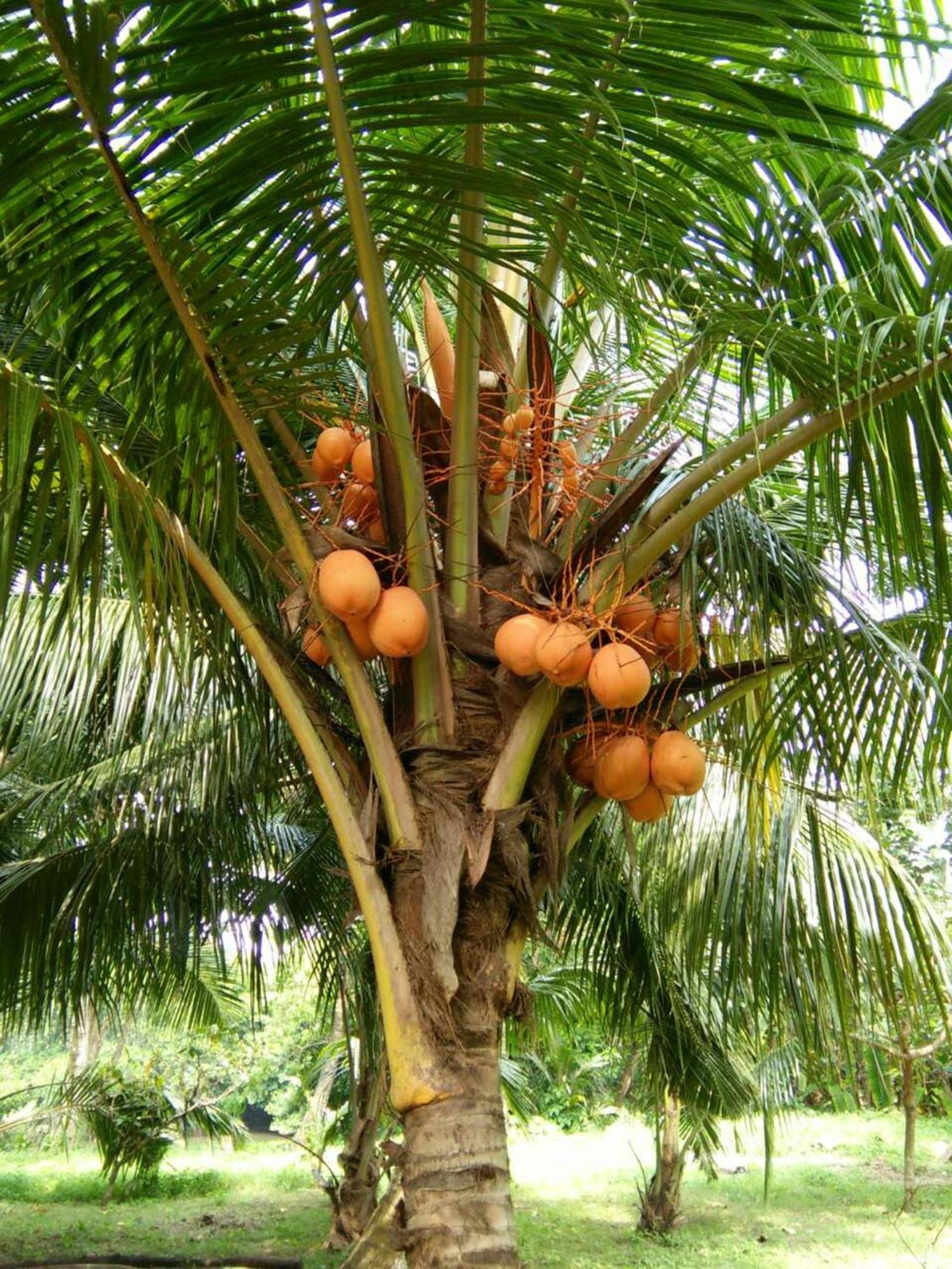 Pelli Riverine Weligama Ngoại thất bức ảnh